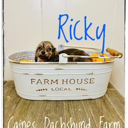 Ricky - Brindle male Dachshund puppy in Cincinnati, Ohio from Caines Dachshund Farm