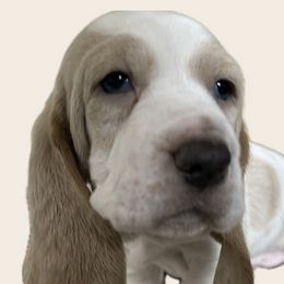 Basset Hounds from Howling Hounds of Bowersville