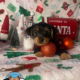 Yorkshire Terrier Puppies from TK PUPS