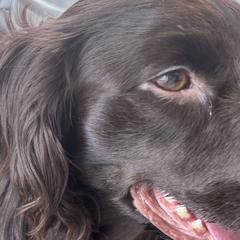 Boykin Spaniels from Lynn Ashcraft