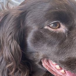 Boykin Spaniels from Lynn Ashcraft