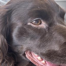 Boykin Spaniels from Lynn Ashcraft