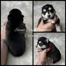 Coraline - Black and white female Pomsky puppy in Rossville, Georgia from Scenic City Pomskies