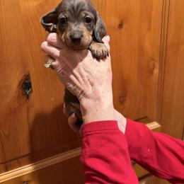 Cindy - Blue and tan female Dachshund puppy in Heber Overgaard, Arizona from Sonoran Doxies