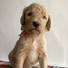 Bernedoodle Puppies from Bruce and Emma Doodles