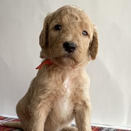 Bernedoodle Puppies from Bruce and Emma Doodles