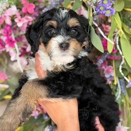 Princess Jasmin - Tri-color female Bernedoodle puppy in Yuciapa, California from AlltheDoodlez_