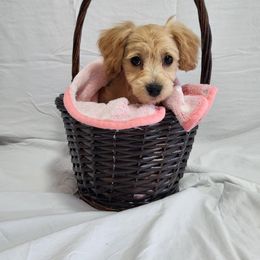 Bonnie - Apricot Maltipoo puppy in St. George, Utah from Family Doodles