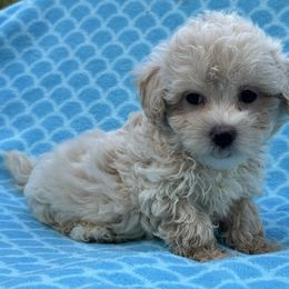 Destin - Cream male Maltipoo puppy in Lancaster, Kentucky from Dream Paws Puppies, LLC