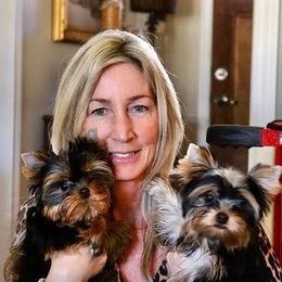 Yorkshire Terrier Puppies from Panache Yorkies