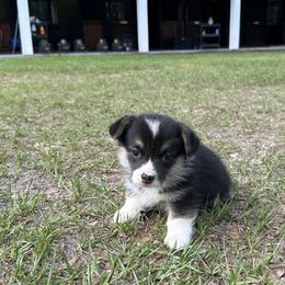Girl 3 - Black and tan female Pembroke Welsh Corgi puppy in Ocala, Florida from Rivermont Farm