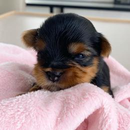 Roo - Black and tan male Yorkshire Terrier puppy in West Fargo, North Dakota from A Yorkie Tale | Toy Poodles