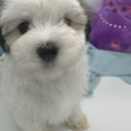 Cockapoo, Goldendoodle, and Maltipoo Puppies from Loris Pampered Pooches💕