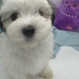 Cockapoo, Goldendoodle, and Maltipoo Puppies from Loris Pampered Pooches💕