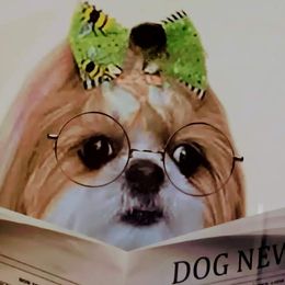Shih Tzus from ROSE LANE SHIH TZUS