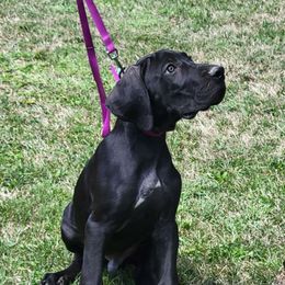 7 - Black Great Dane puppy in Columbia Stat, Ohio from Rocky Road Chocolate Danes