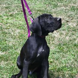 7 - Black Great Dane puppy in Columbia Stat, Ohio from Rocky Road Chocolate Danes