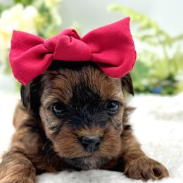Hannah - Gold sable female Havapoo puppy in Loveland, Colorado from Littledoodles2love