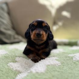 Truffle - Black and tan male Dachshund puppy in Moore, South Carolina from Tippy Toes Dachshunds