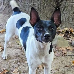 Freyja - Rat Terrier