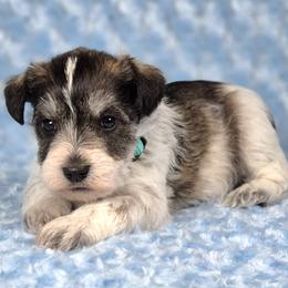 Patch - Parti male Miniature Schnauzer puppy in Ely, Nevada from Great Basin Miniature Schnauzers