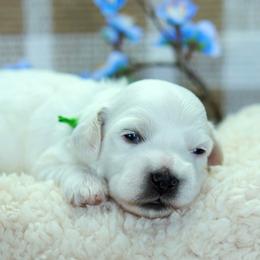 Dunbar - White male Coton de Tulear puppy in Forney, Texas from Buttercup Cotons of Texas