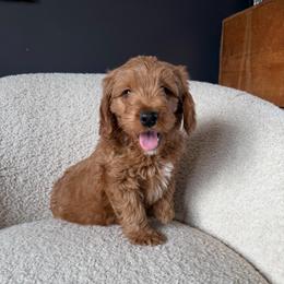 Gus - Red  male Goldendoodle puppy in Lowville, New York from Adirondack Goldendoodles