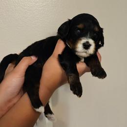 Tootsie Roll - Tri-color female Bernedoodle puppy in Decatur, Georgia from So Adoodable