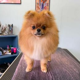 Oliver - Pomeranian