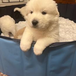 Anatolian Pyrenees Puppies from Daisy's Dog House