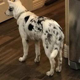 Border Collie Puppies from Mccurryfarms