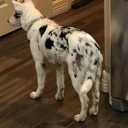 Border Collie Puppies from Mccurryfarms
