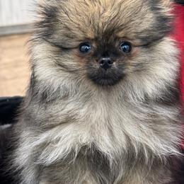 Ash - Pomeranian