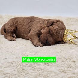 Mike Wazowski - Red  male Goldendoodle puppy in Neillsville, Wisconsin from Granton Creek