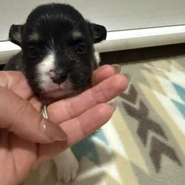 Varda - Black and tan female Pembroke Welsh Corgi puppy in Decatur, Texas from Bar S Corgis