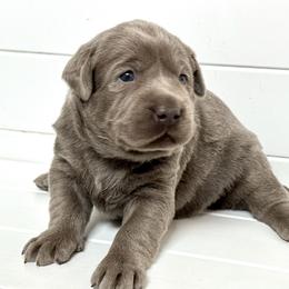 First born Female - Chocolate female Labrador Retriever puppy in Antwerp, Ohio from Clark’s Loyal Labradors