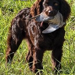 Teeter - Boykin Spaniel