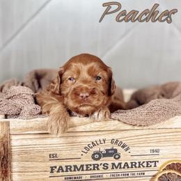 Peaches - Caramel female Australian Labradoodle puppy in Decatur, Alabama from Southern Meadows Doodles