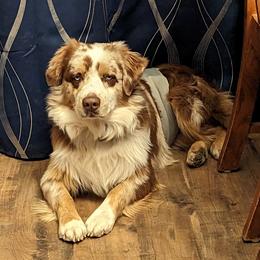 Ryder - Australian Shepherd