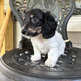 Denver Parton - Piebald male Dachshund puppy in Dobson, North Carolina from Oakleys Dachshund Haven