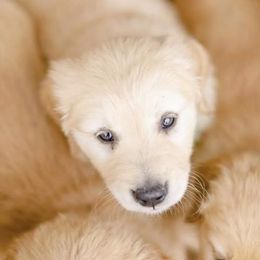 Golden Retriever puppies from MyKy Puppies