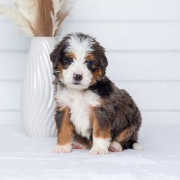Bernedoodle Puppies from Pawsh Bernedoodles