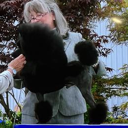 Zin - Poodle