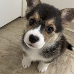 American Corgi Puppies from R and b corgis and farm