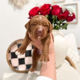 White Rabbit - Caramel red male Australian Labradoodle puppy in Palmdale, California from Pixie Doodle Paws
