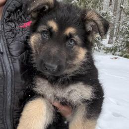 Black and Tan Male 1 - Black and tan male German Shepherd puppy in Tafton, Pennsylvania from Pocono GSD