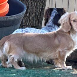 Bubbles - Dachshund