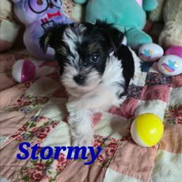 Stormy - Parti male Yorkshire Terrier puppy in Zuni, Virginia from Serendipity Yorkies