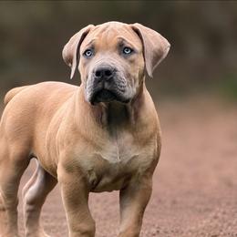 MIKASA - Fawn female Boerboel puppy in Pennsylvania from Cold River Boerboels