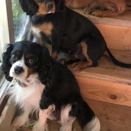 Cavalier King Charles Spaniels from Kerrick Cavaliers
